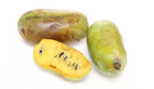 ポポーはまずい？どんな味？おいしい品種･栄養･食べ方｜毒性はない？