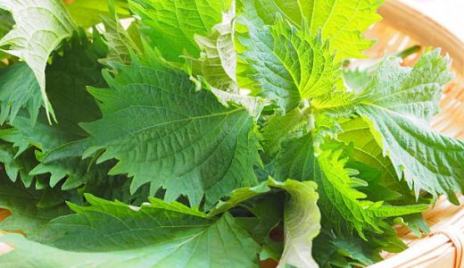 しその栄養がすごい！毎日食べる効能は？食べ過ぎに毒性･副作用はない？
