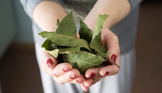 生でローリエは食べられる？使い方･お茶の効能は？簡単に乾燥させる方法も！