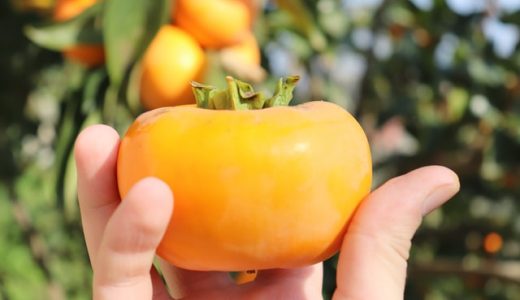 柿の食べ過ぎは危険?胃に石ができるってホント?１日の目安量はどれくらい?