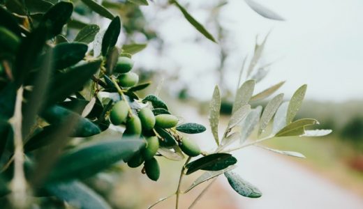 オリーブにもアレルギーがある?即効型と遅延型食物アレルギーとは?症状は?