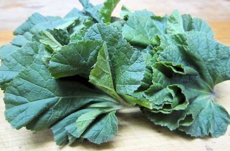 おかのりは生食可能なの?栄養価は?自家栽培もできる?おすすめの食べ方を紹介!