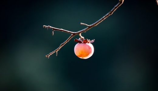 柿に毒はあるの?体に悪いってホント?!毒性や危険性･安全に食べる方法とは?