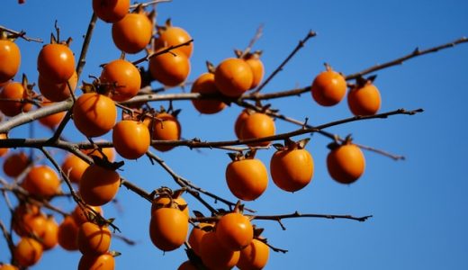 柿は胃に悪いってホント?食べすぎると危険?柿胃石って何?コカ・コーラ療法とは?