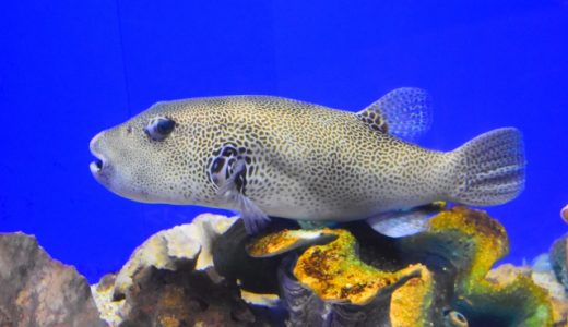 ふぐアレルギーはある?アレルギー以外も注意!嘔吐・湿疹・唇が腫れる症状も!?