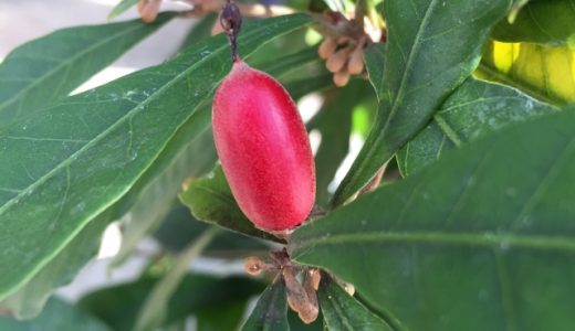 ミラクルフルーツはどんな味?まずい?おいしい?栄養成分や原理•食べ方を解説！