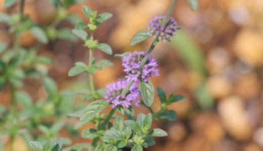 ミントの食べられない種類「ペニーロイヤルミント」には毒性が!食べるとどうなる?