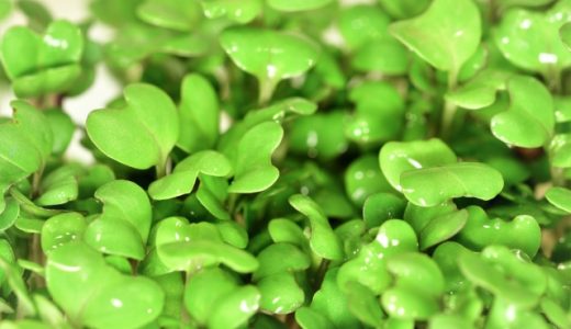 レッド キャベツスプラウトとは？レッドキャベツと普通のキャベツの違いは？