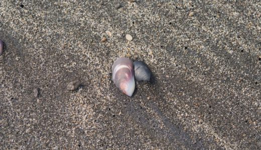 ムール貝の食中毒の危険性を解説!貝毒にあたった時の症状は?見分け方はある?