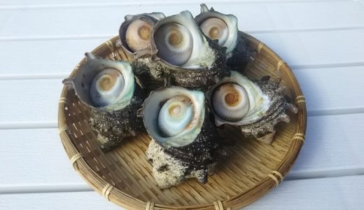 サザエの刺身は危険なの?肝は食べられるの?サザエのおすすめの食べ方やレシピ