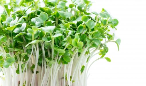 ブロッコリースプラウトを食べ続けた結果は?食べ過ぎるとどうなる?適正量公開