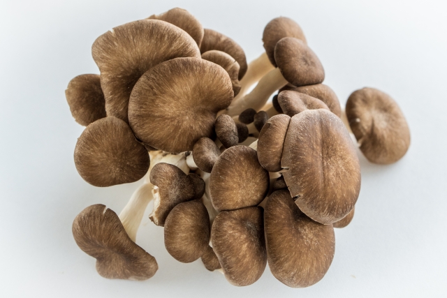 ヒラタケの類似した毒キノコはどんなの 見分け方はある ツキヨタケ等毒性は お役立ち 季節の耳より情報局