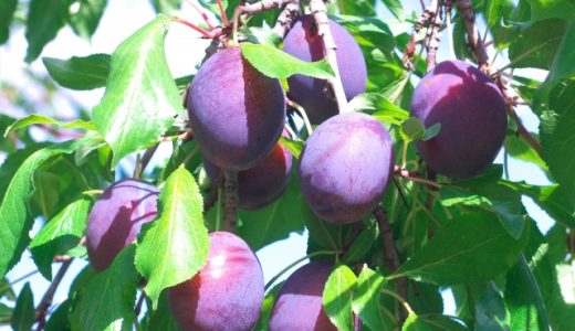 プルーンの食べ過ぎは一日何個？腹痛・下痢の原因に?効果的な食べ方を紹介