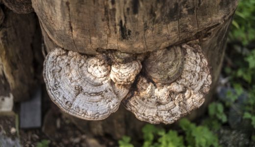 アピオスってどんな味 花の食べ方は天ぷらがおススメ お茶の効能も紹介 お役立ち 季節の耳より情報局