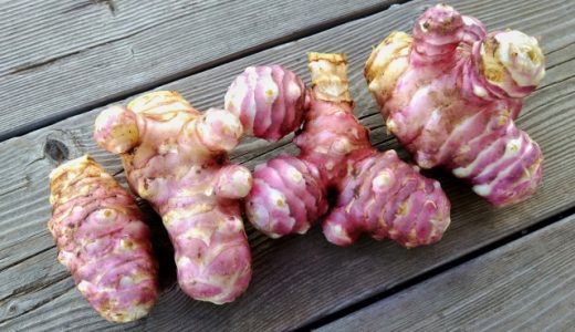 菊芋は生で食べても大丈夫?菊芋茶以外の美味しいキクイモレシピを紹介します!