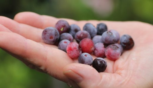 ブルーベリーを食べ過ぎるとどうなる?正しい時間と摂取量は?効能と副作用を解説