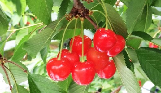 さくらんぼに毒があるって本当?死ぬ危険性があるの?安心して食べるためには?