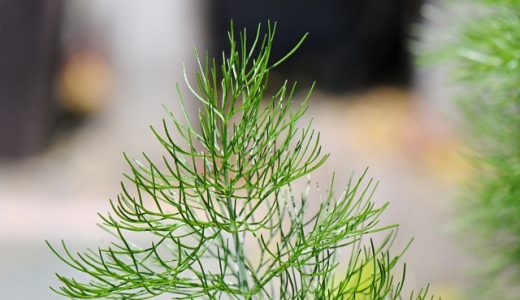 フェンネルの代用はセロリ?スパイスで代わりになる物は?使い方・味・効能を解説