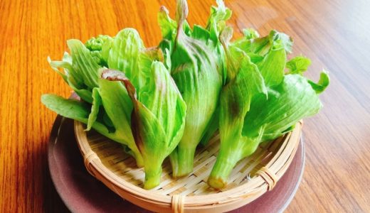 ふきのとうの天ぷらが苦い?苦味成分・苦味をとる方法を解説!