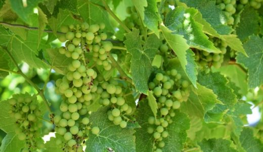 ぶどうを食べて下痢･腹痛になった！食べ過ぎ?犬もお腹壊す?お腹痛い原因は?