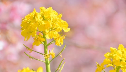 菜種油は危険なの?トランス脂肪酸やガソリンが入っている?安全な油の選び方