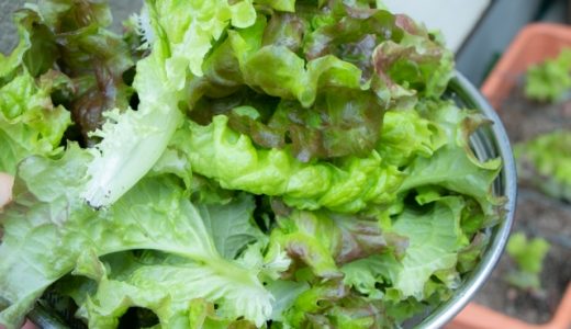 サニーレタスが苦い原因って何?肥料のせいって本当?苦味を取る方法とは?