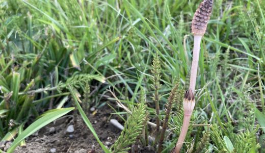 パセリは多年草 花 芽 品種を解説 室内での増やし方 栽培方法を紹介 お役立ち 季節の耳より情報局