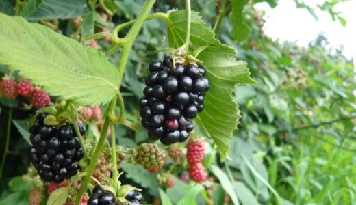 ブラックベリーは食べ過ぎても大丈夫?他のベリー等果物の効果・効能を解説