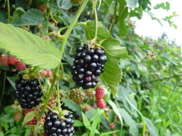 ブラックベリーは食べ過ぎても大丈夫 他のベリー等果物の効果 効能を解説 お役立ち 季節の耳より情報局