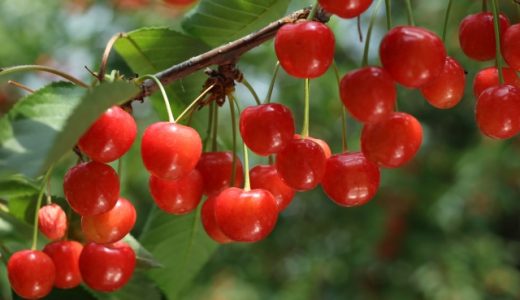 さくらんぼの食べ過ぎは下痢を引き起こすって本当?糖ソルビトールって何?