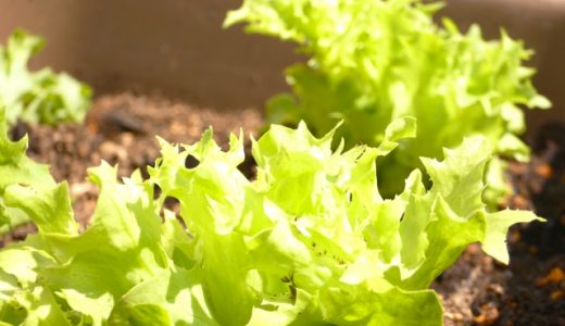 サニーレタスに赤い所があるけど食べても良いの?赤く変色するのはどうして?