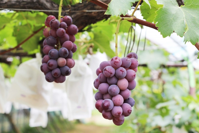 ぶどうの皮の色は最初は何色 皮を食べちゃったけど農薬は大丈夫 消化される お役立ち 季節の耳より情報局