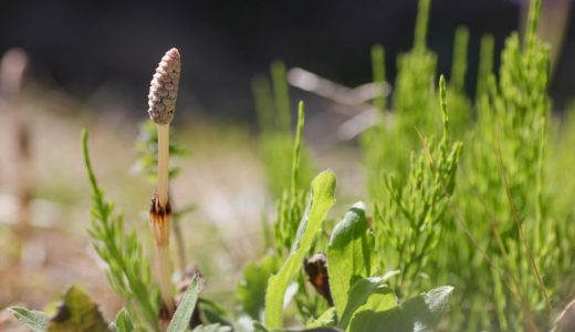 セージの種類と食用セージ 乾燥 生 のレシピも公開 サルビアとの違いは何 お役立ち 季節の耳より情報局