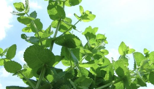 ミントは食べるとどんな味？料理によく使われる種類ごとに解説！食べ方も紹介 