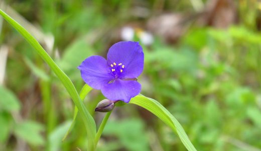 ツユクサは毒性がある?種類･花や葉の食べ方｜生薬としての薬効も紹介