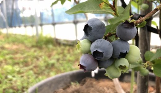 酸っぱいブルーベリーを甘くする方法は?原因・酸味控えめで甘くする肥料も解説