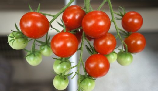ミニトマトのヘタに白カビが!緑や黒に変色する原因と対策!食べたらどうなる?