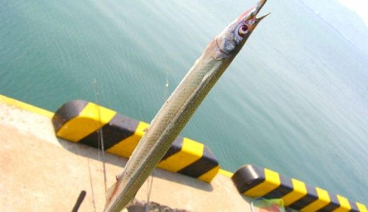 サヨリの寄生虫･サヨリヤドリムシに寄生されたサヨリはたべても大丈夫なの?