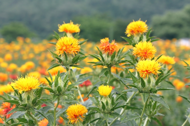 紅花油は危険な油って本当 ハイオレイックタイプとは どんな製造方法なら安心 お役立ち 季節の耳より情報局