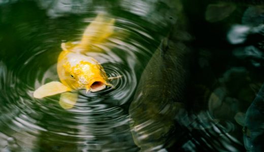 鯉のあらいは寄生虫のリスクがあるって本当? 他にはどんな食べ方があるの?
