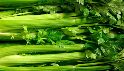 セロリの葉には毒がある?スープ や佃煮･サラダなど安全に食べれるレシピを公開!