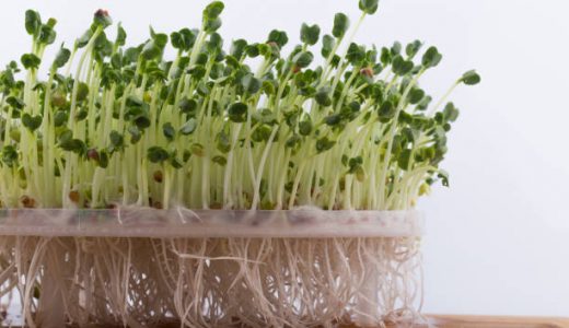 ブロッコリースプラウトは臭いがきつい？臭い原因や栽培テクを紹介