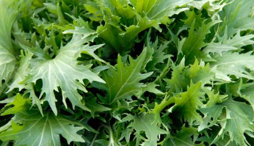 水菜が苦い･青臭い原因は?辛いのはなぜ?あく抜きで水にさらす時間･下処理