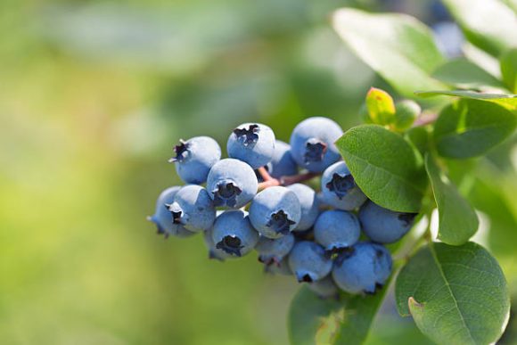 ブルーベリーの品種がわからない 甘い品種は 種類一覧と栽培時の良い組み合わせ お役立ち 季節の耳より情報局