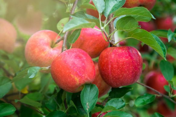 りんごの日持ちは冷蔵庫で何日 3ヶ月 半年 切ったりんご 冷凍保存は お役立ち 季節の耳より情報局