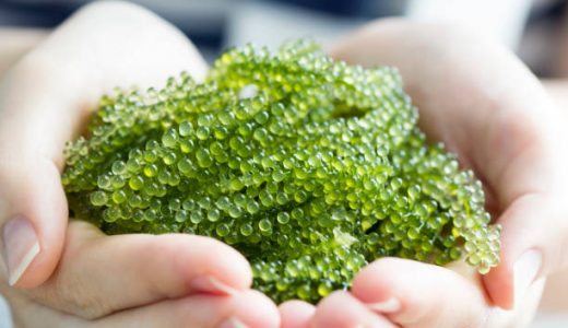 海ぶどうの賞味期限･日持ちは？食中毒にあたる危険は？見分け方･タレの食べ方！