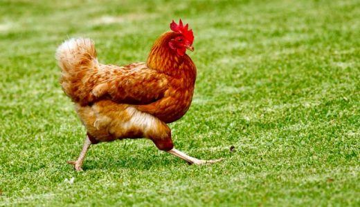 鶏レバーの食べ過ぎは頭痛の原因になる!?レバーの食べ過ぎで起こる症状とは?