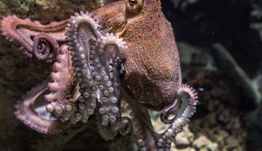 タコの脳みそは食べるもの?頭の主な食べ方や卵を使った珍味たこまんまを調査