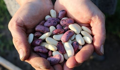 花豆の食べ過ぎは体に悪い？栄養･効能がスゴイ！ダイエット効果･1日の摂取量も