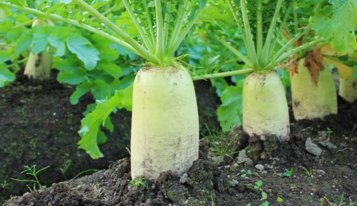 大根おろしを毎日食べると健康効果は?食べ過ぎはだめ?一日の適量やレシピは?